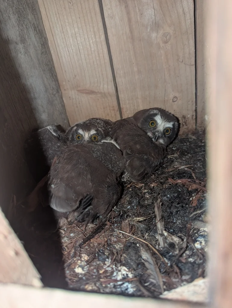 棕榈鬼鸮(Aegolius acadicus)