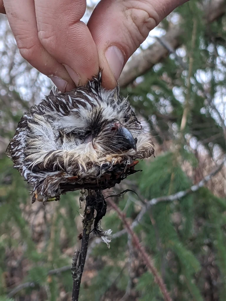 棕榈鬼鸮(Aegolius acadicus)