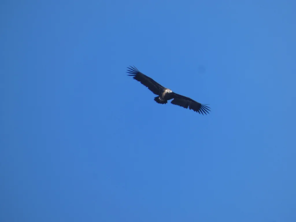 秃鹫(Aegypius monachus)