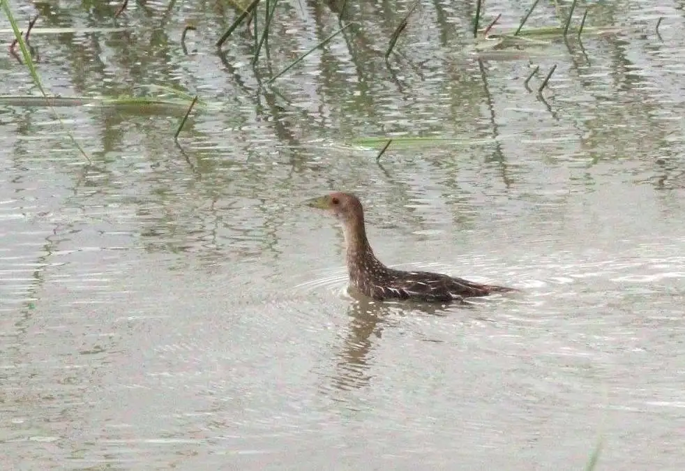 斑纹田鸡(Aenigmatolimnas marginalis)