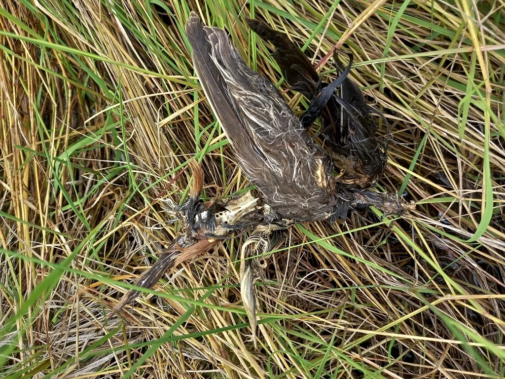 斑纹田鸡(Aenigmatolimnas marginalis)