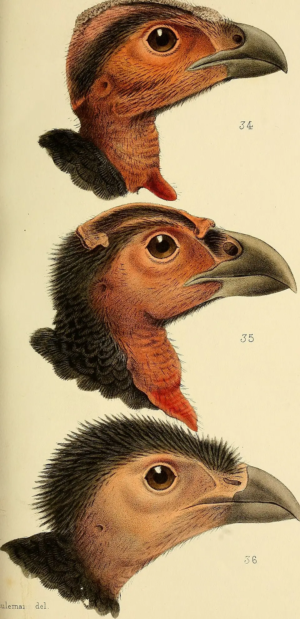 冠塚雉(Aepypodius bruijnii)