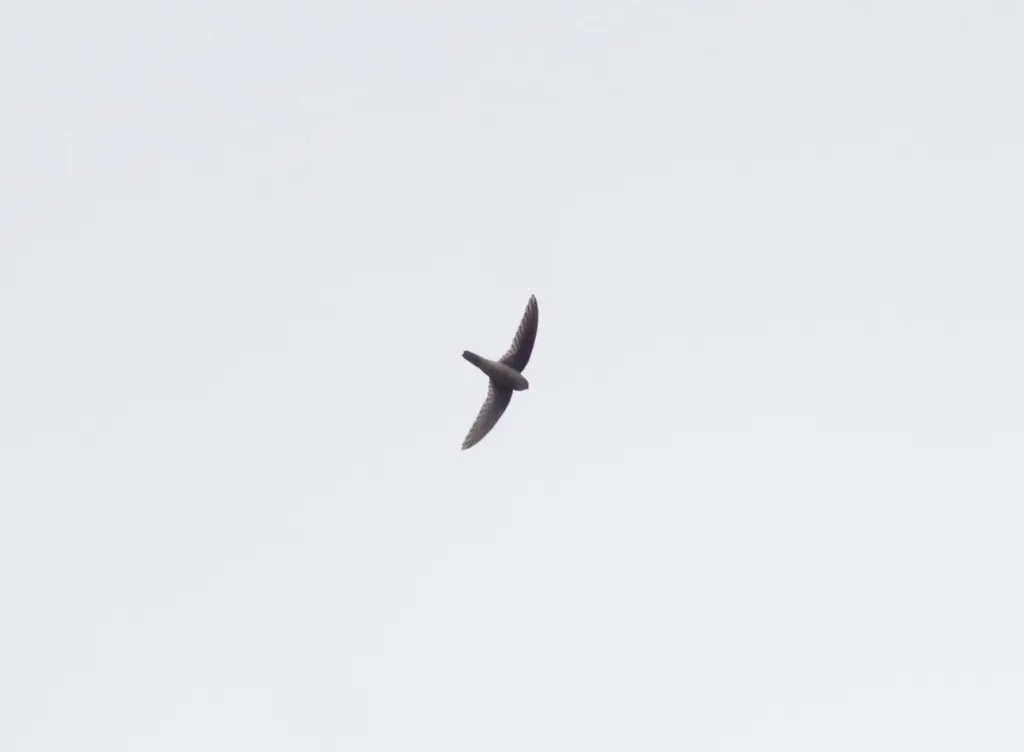 短嘴金丝燕(Aerodramus brevirostris)