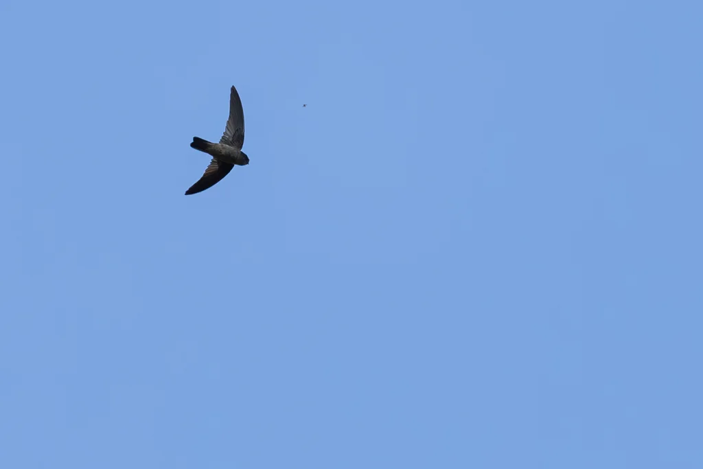 塞舌尔金丝燕(Aerodramus elaphrus)