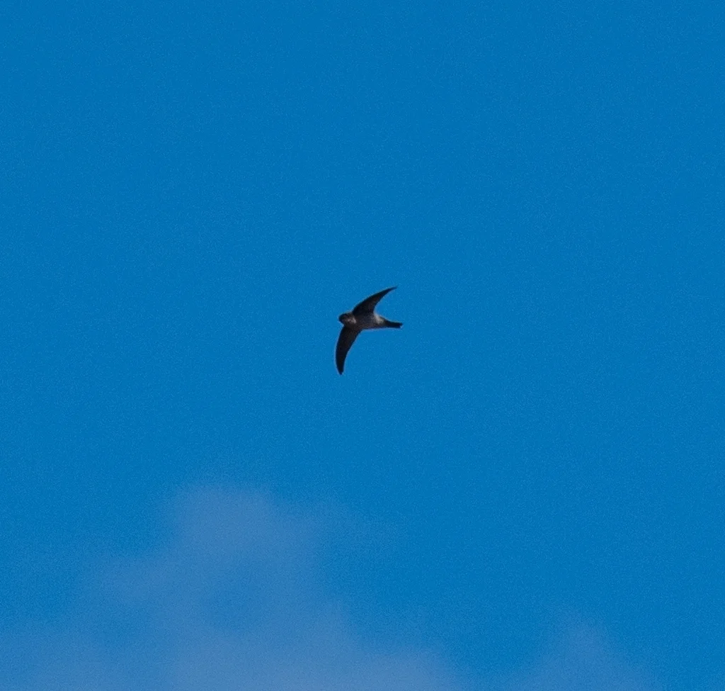 小灰腰金丝燕(Aerodramus francicus)