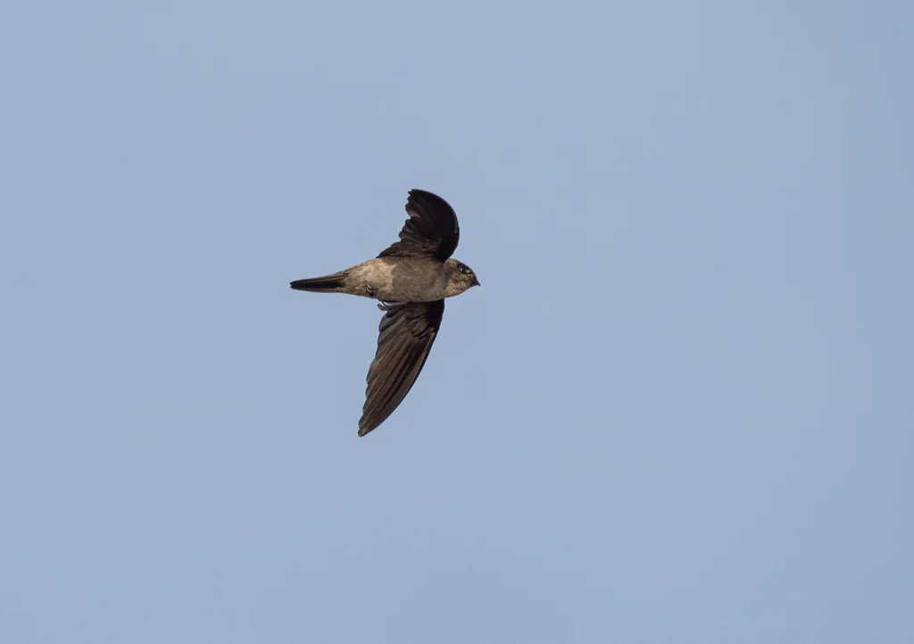 爪哇金丝燕(Aerodramus fuciphagus)