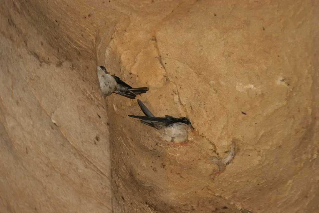 爪哇金丝燕(Aerodramus fuciphagus)