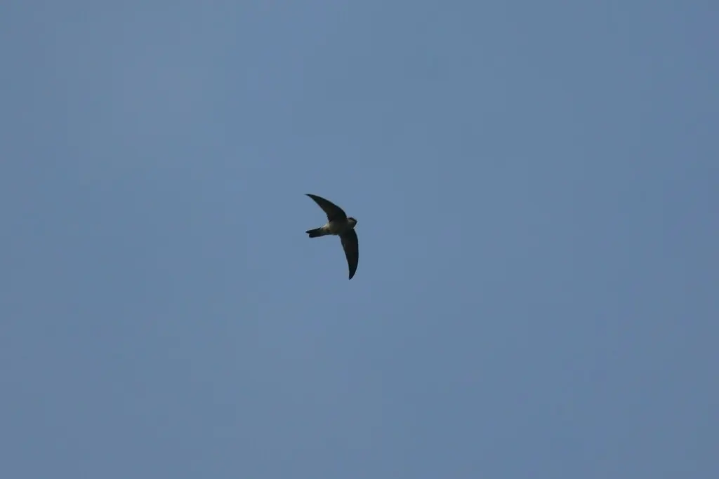 爪哇金丝燕(Aerodramus fuciphagus)