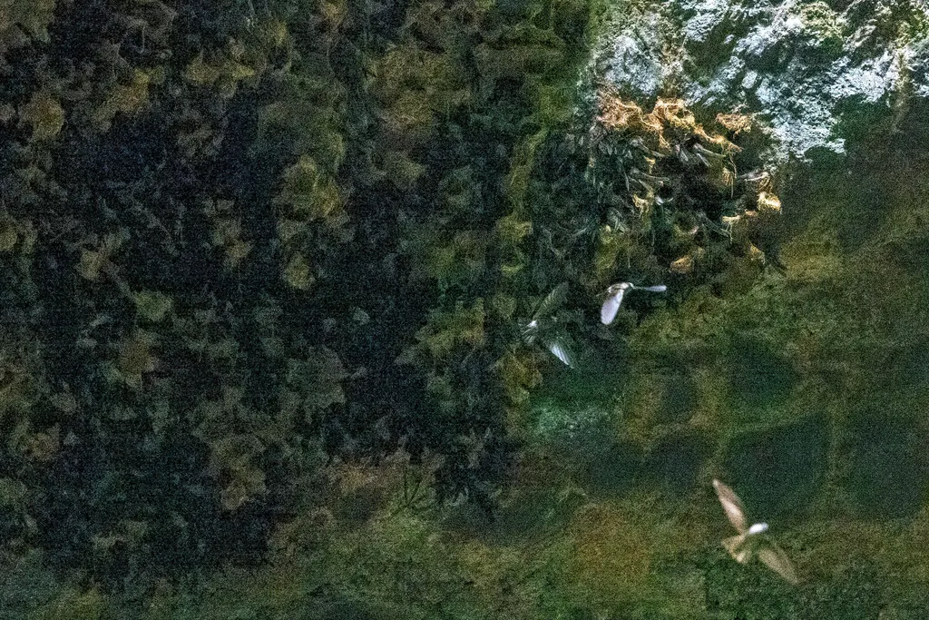 塔岛金丝燕（Aerodramus leucophaeus）