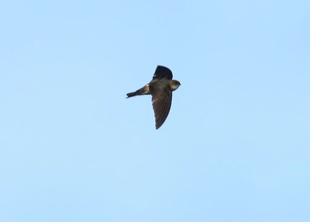 帕劳金丝燕(Aerodramus pelewensis)