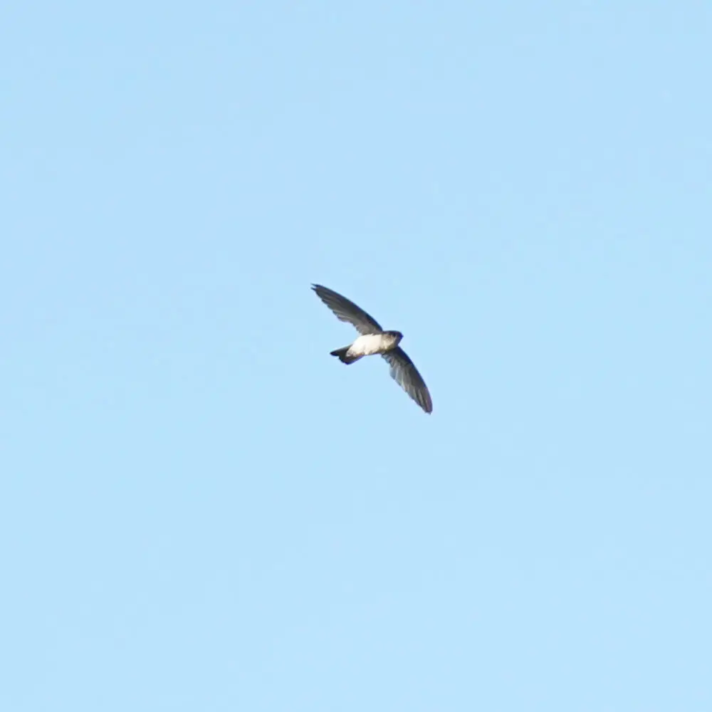 澳大利亚金丝燕(Aerodramus terraereginae)