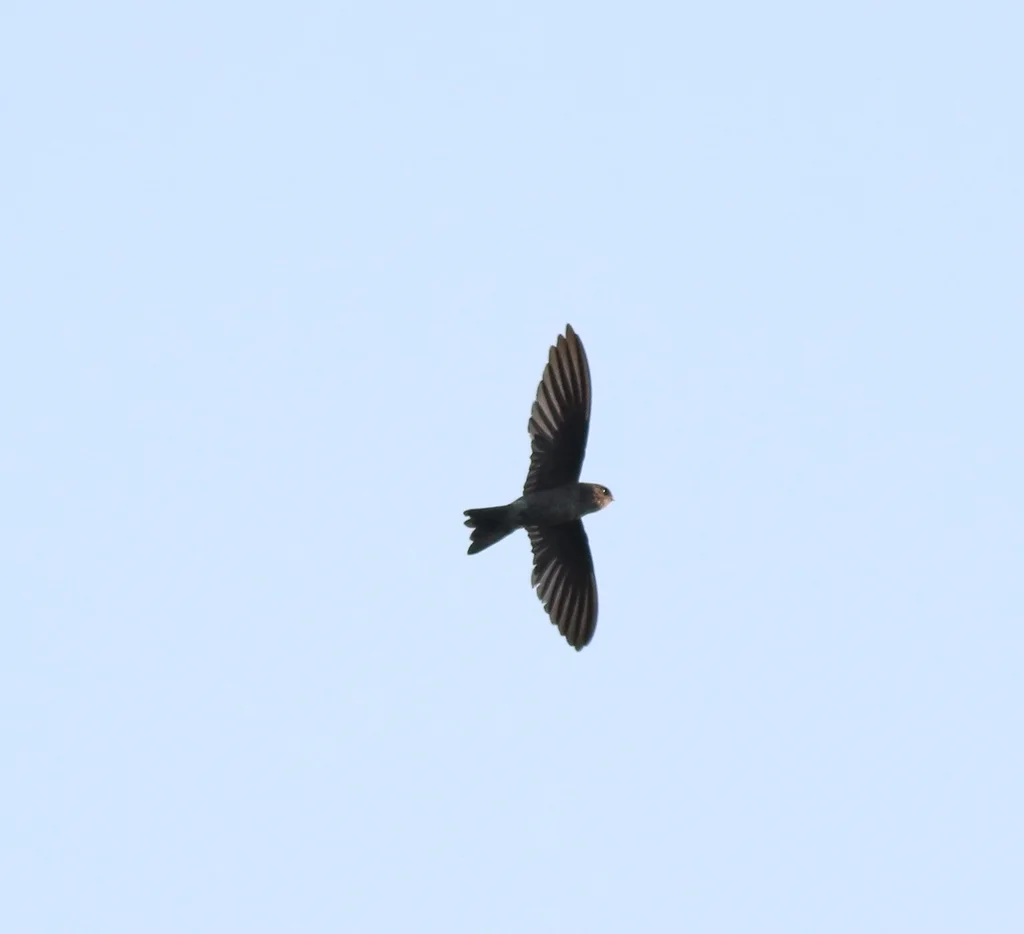 印度金丝燕(Aerodramus unicolor)