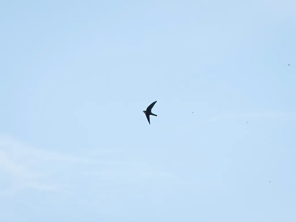 纯色金丝燕(Aerodramus vanikorensis)