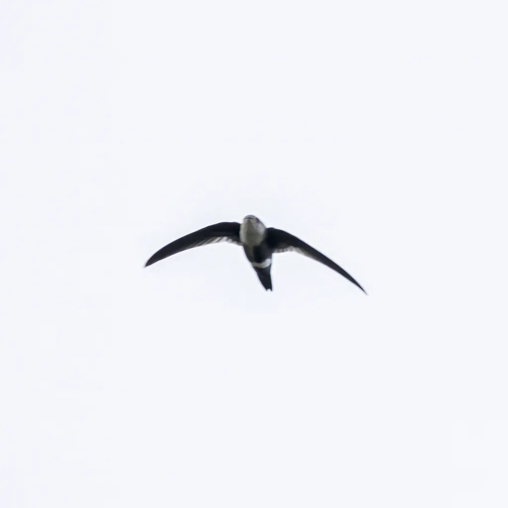 白尾梢雨燕（Aeronautes montivagus）
