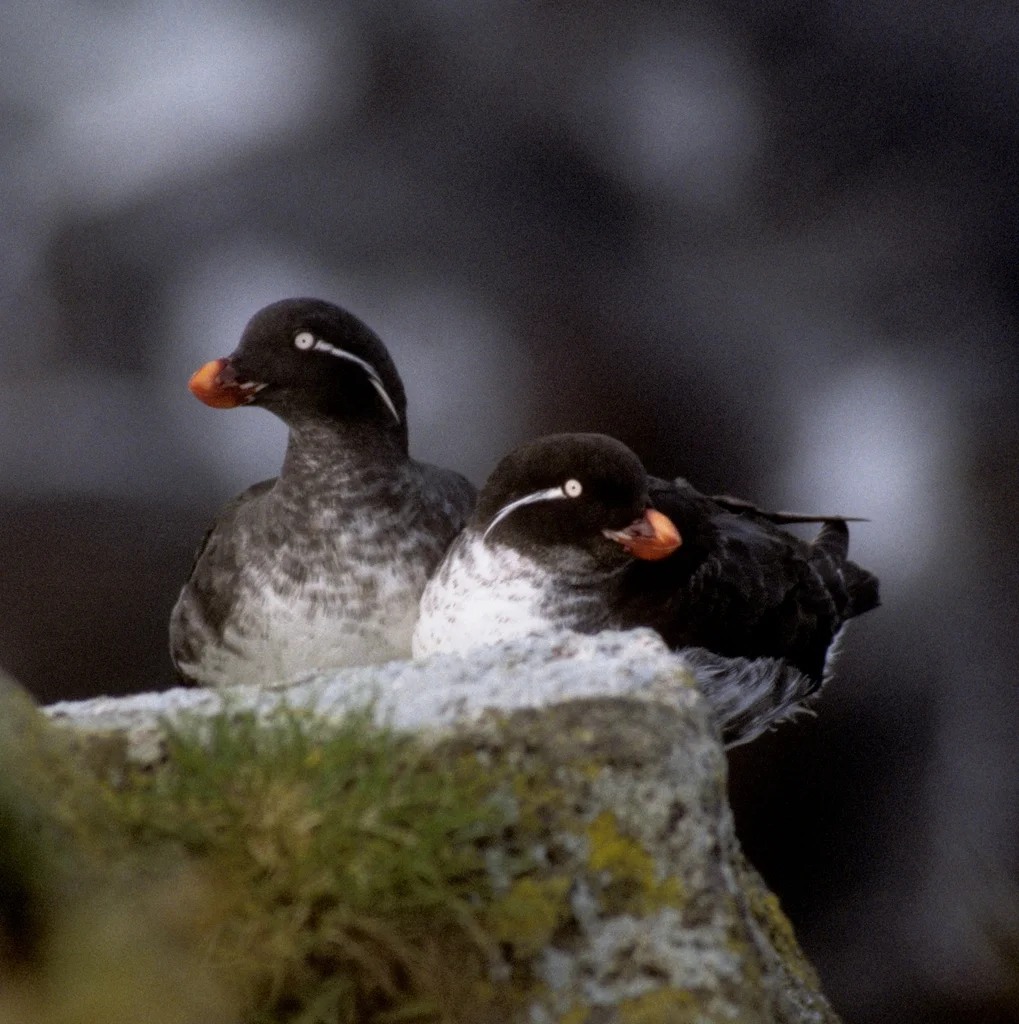 白腹海雀(Aethia psittacula)