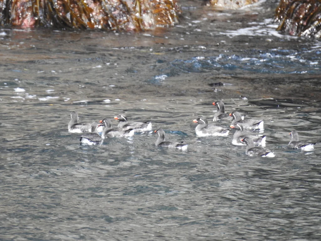 白腹海雀(Aethia psittacula)