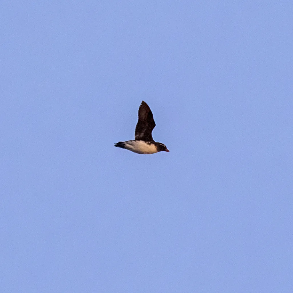 白腹海雀(Aethia psittacula)
