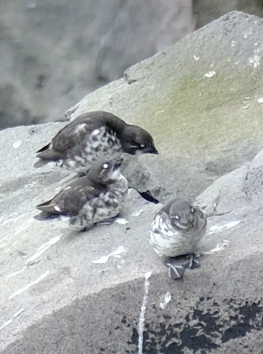 小海雀(Aethia pusilla)
