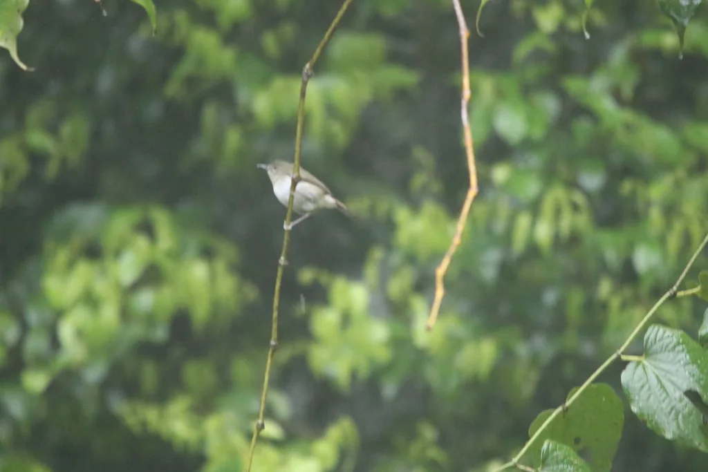 灰绿丝刺莺(Aethomyias arfakianus)
