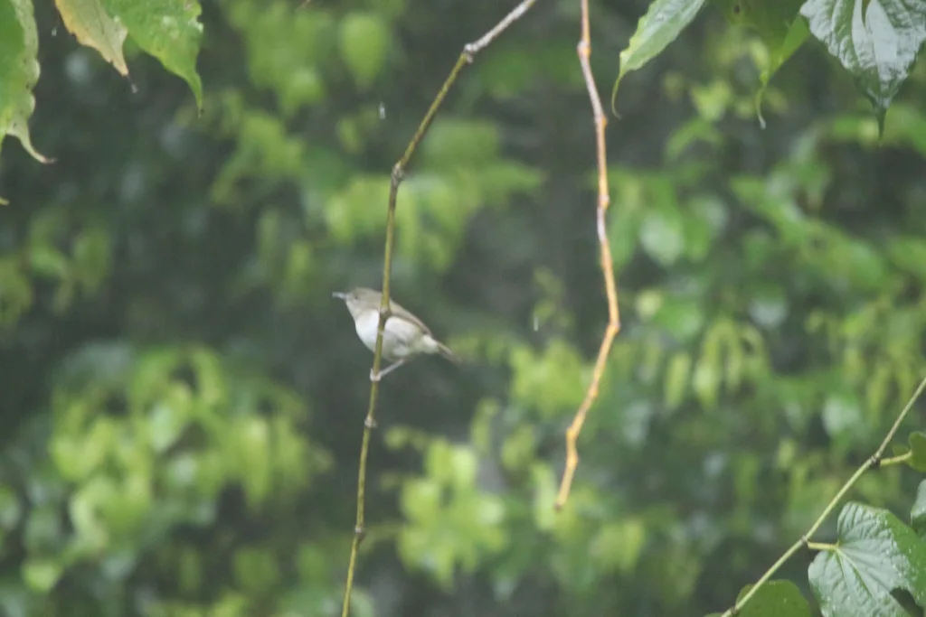 灰绿丝刺莺(Aethomyias arfakianus)