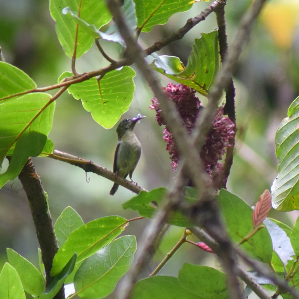 白胁太阳鸟（Aethopyga eximia）