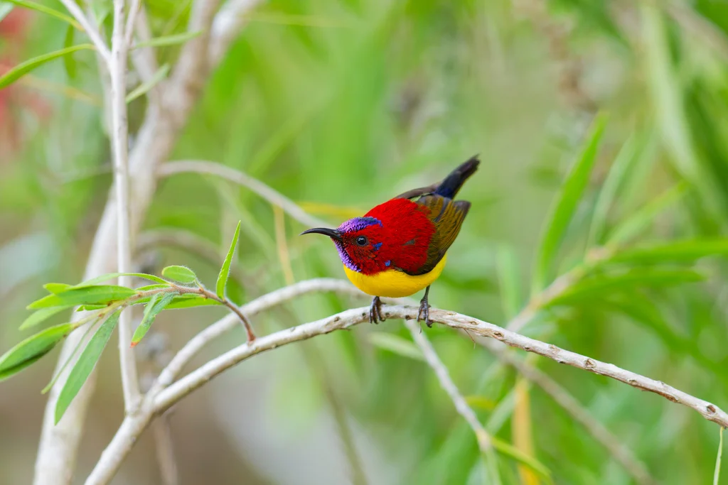 蓝喉太阳鸟(Aethopyga gouldiae)
