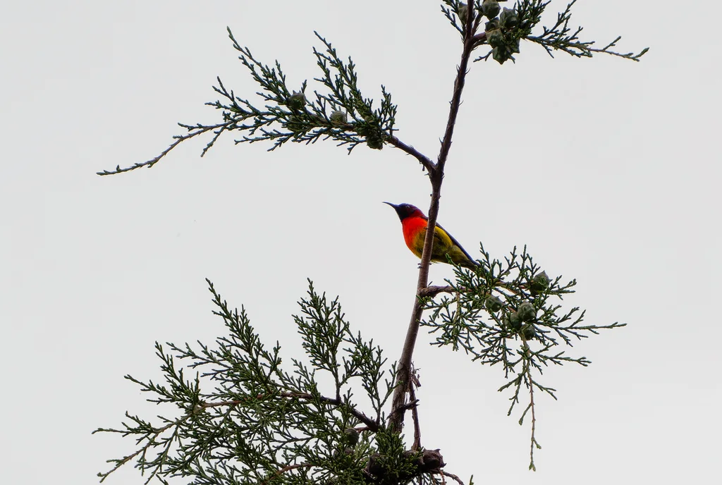 蓝喉太阳鸟(Aethopyga gouldiae)