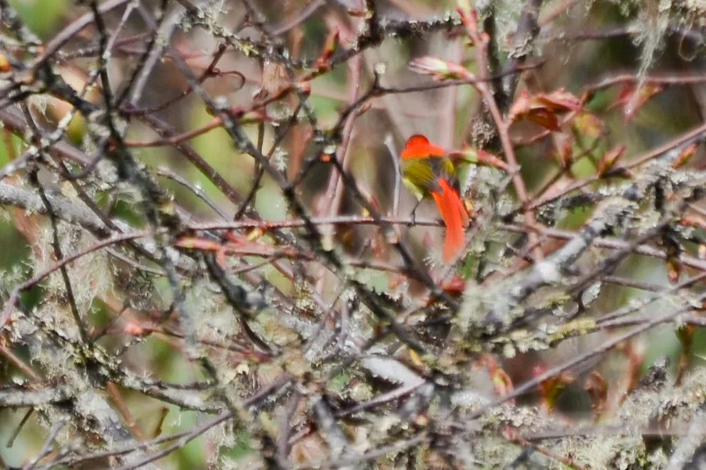 火尾太阳鸟(Aethopyga ignicauda)