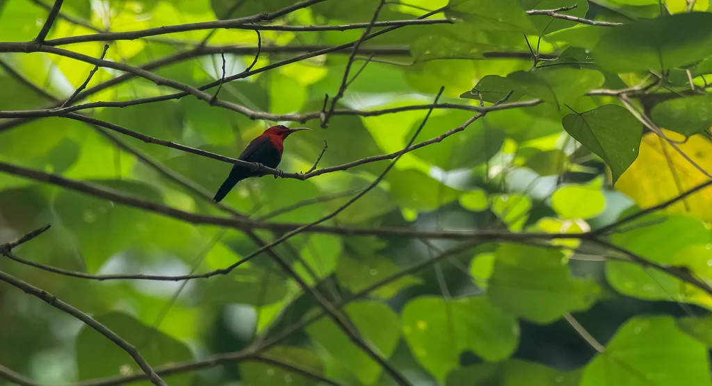华丽太阳鸟(Aethopyga magnifica)