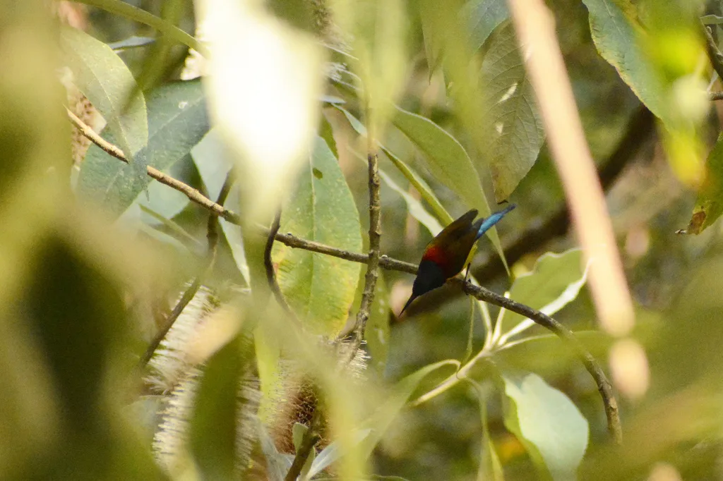 绿喉太阳鸟(Aethopyga nipalensis)