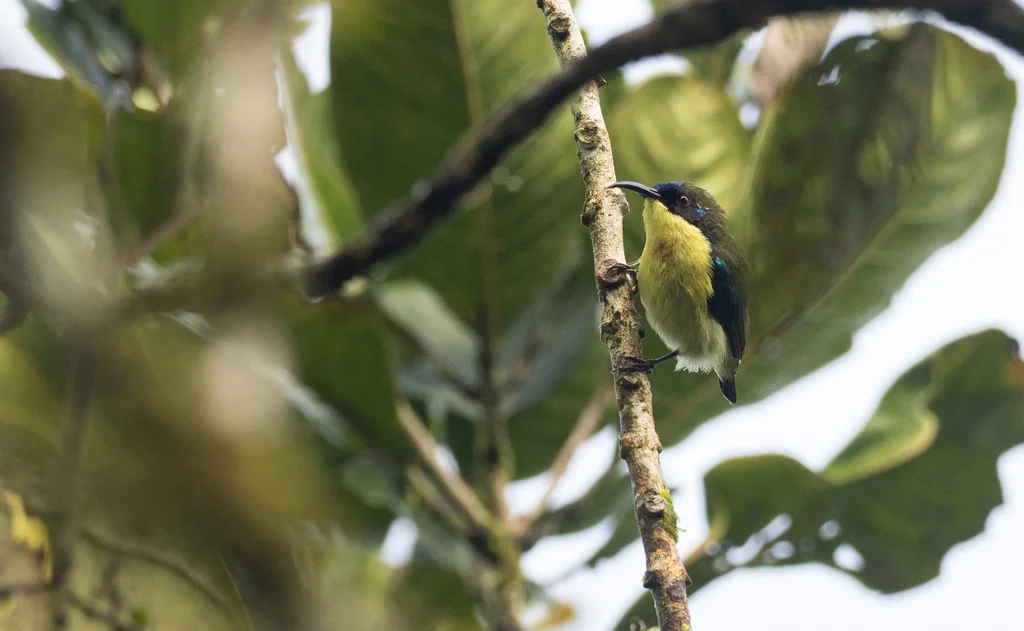 山太阳鸟(Aethopyga pulcherrima)