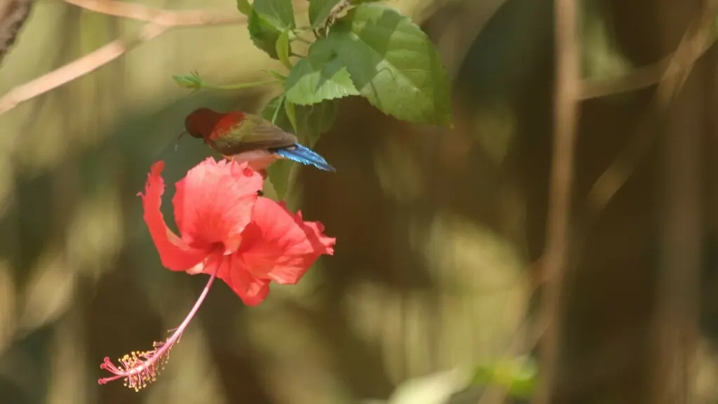 丽色太阳鸟(Aethopyga shelleyi)