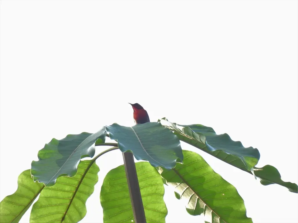 黄腰太阳鸟(Aethopyga siparaja)