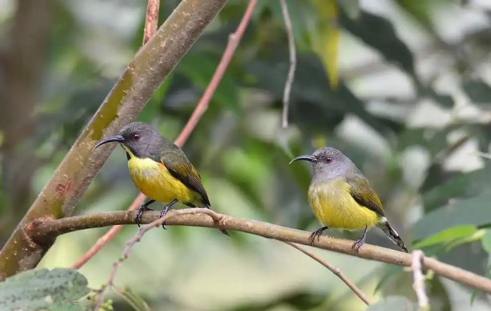 特博利太阳鸟(Aethopyga tibolii)