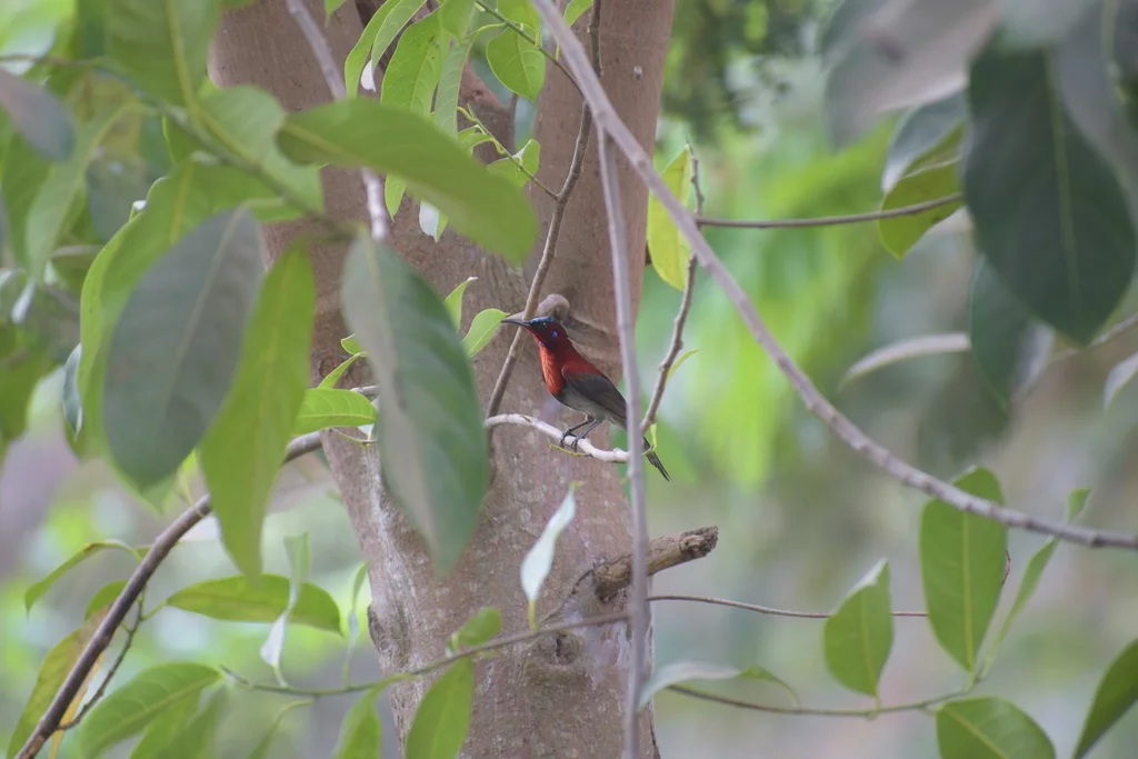 猩红太阳鸟(Aethopyga vigorsii)