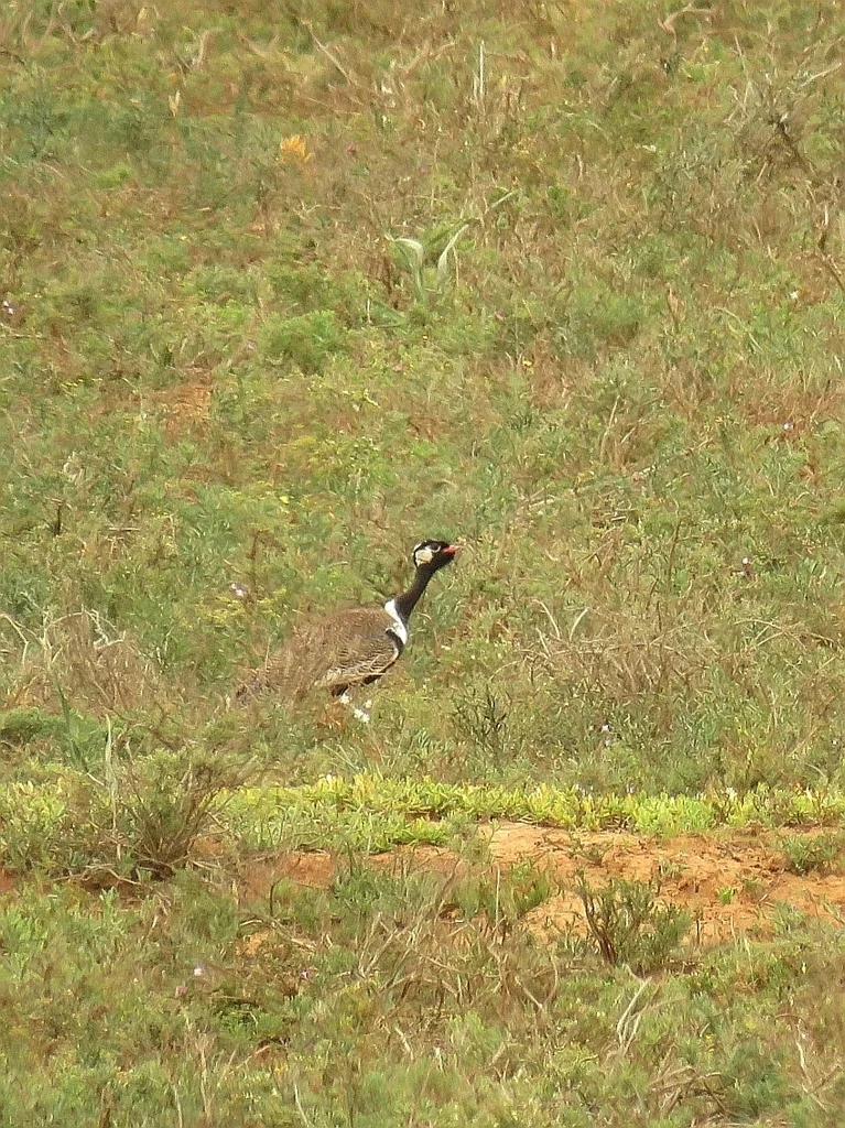 黑鸨(Afrotis afra)