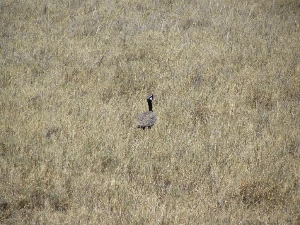 白翅黑鸨(Afrotis afraoides)