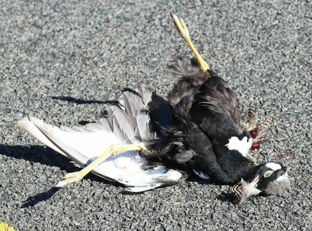 白翅黑鸨(Afrotis afraoides)