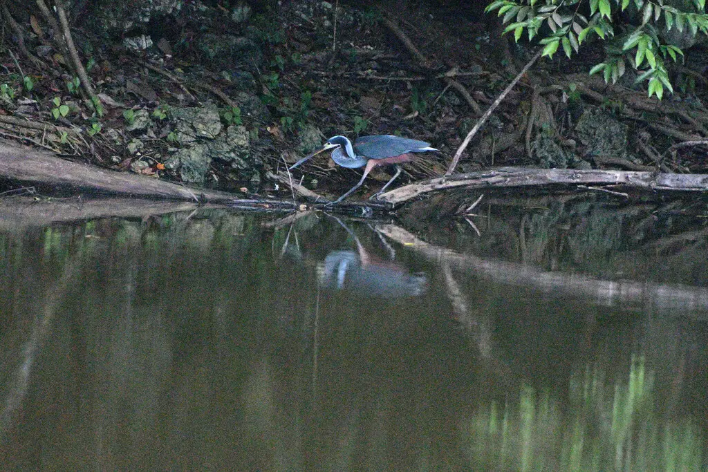 栗腹鹭(Agamia agami)