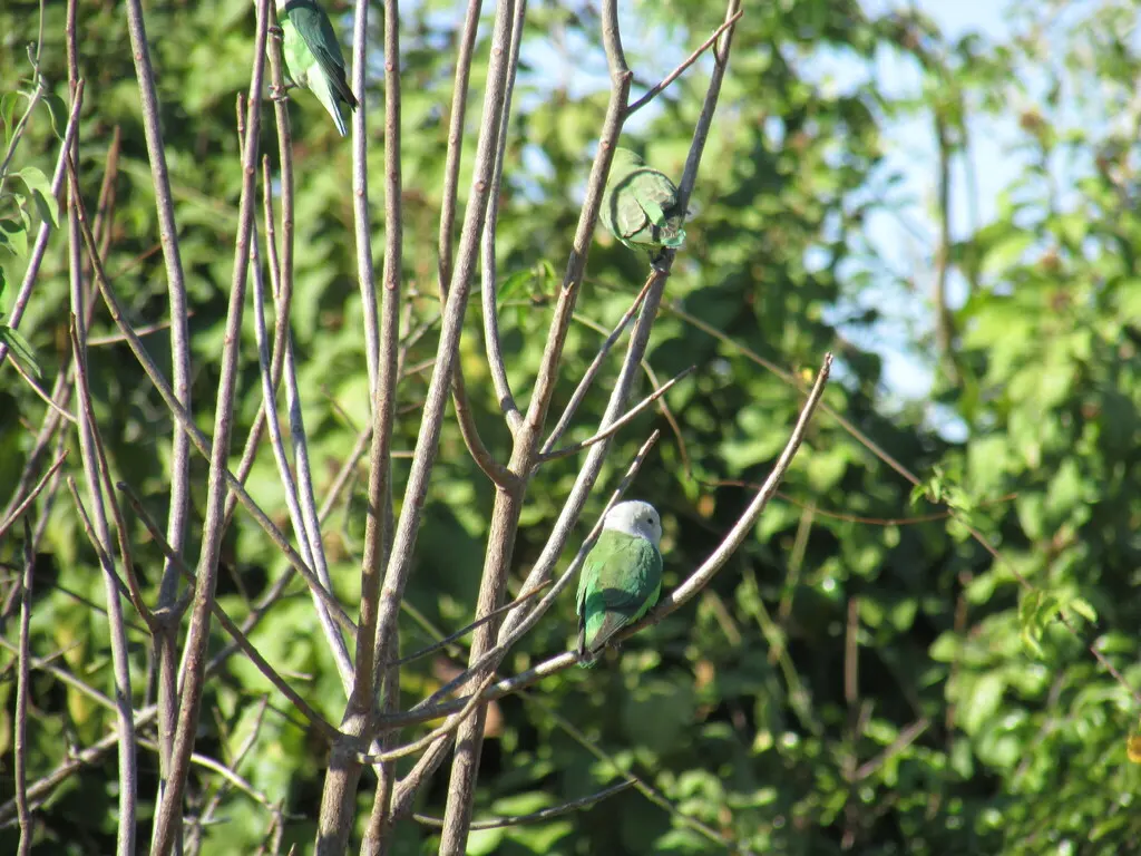 灰头牡丹鹦鹉(Agapornis canus)