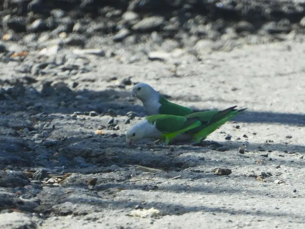 灰头牡丹鹦鹉(Agapornis canus)