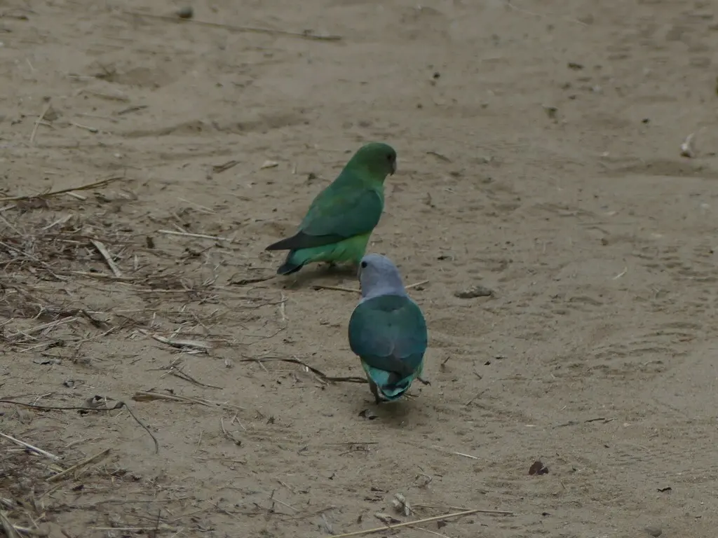 灰头牡丹鹦鹉(Agapornis canus)