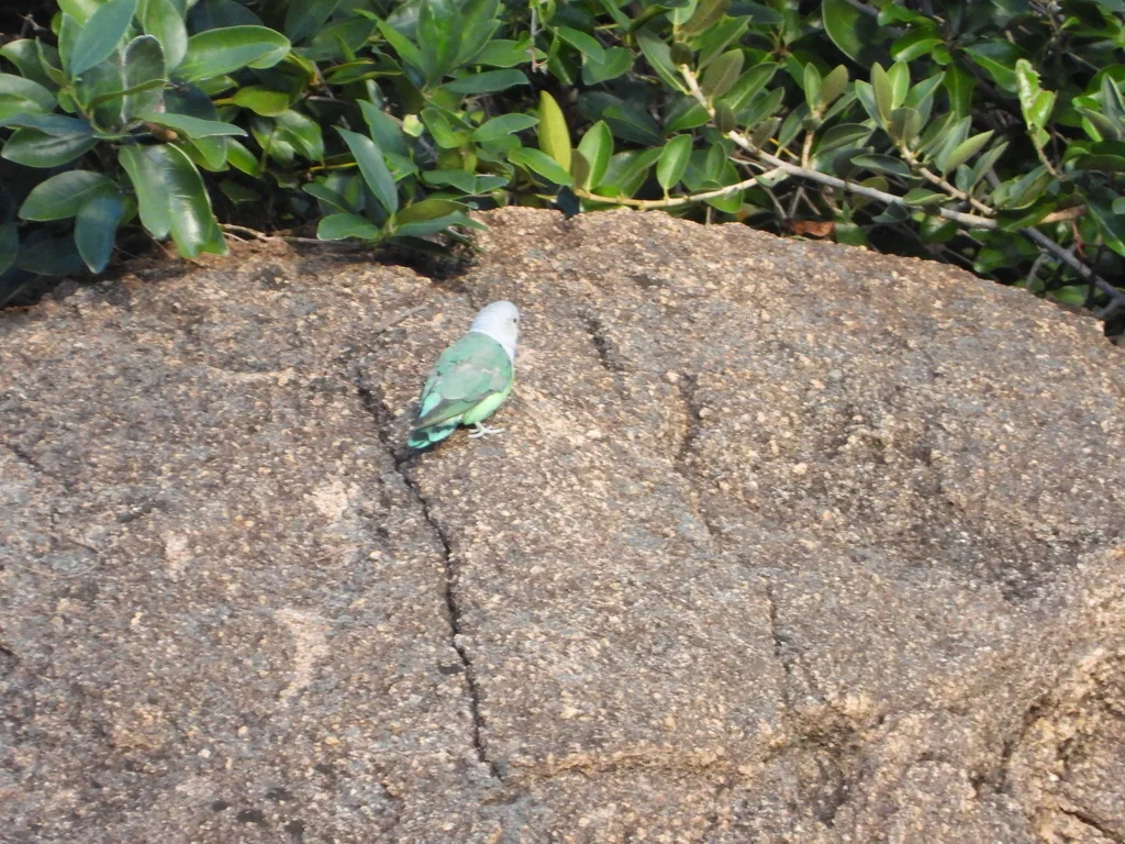 灰头牡丹鹦鹉(Agapornis canus)