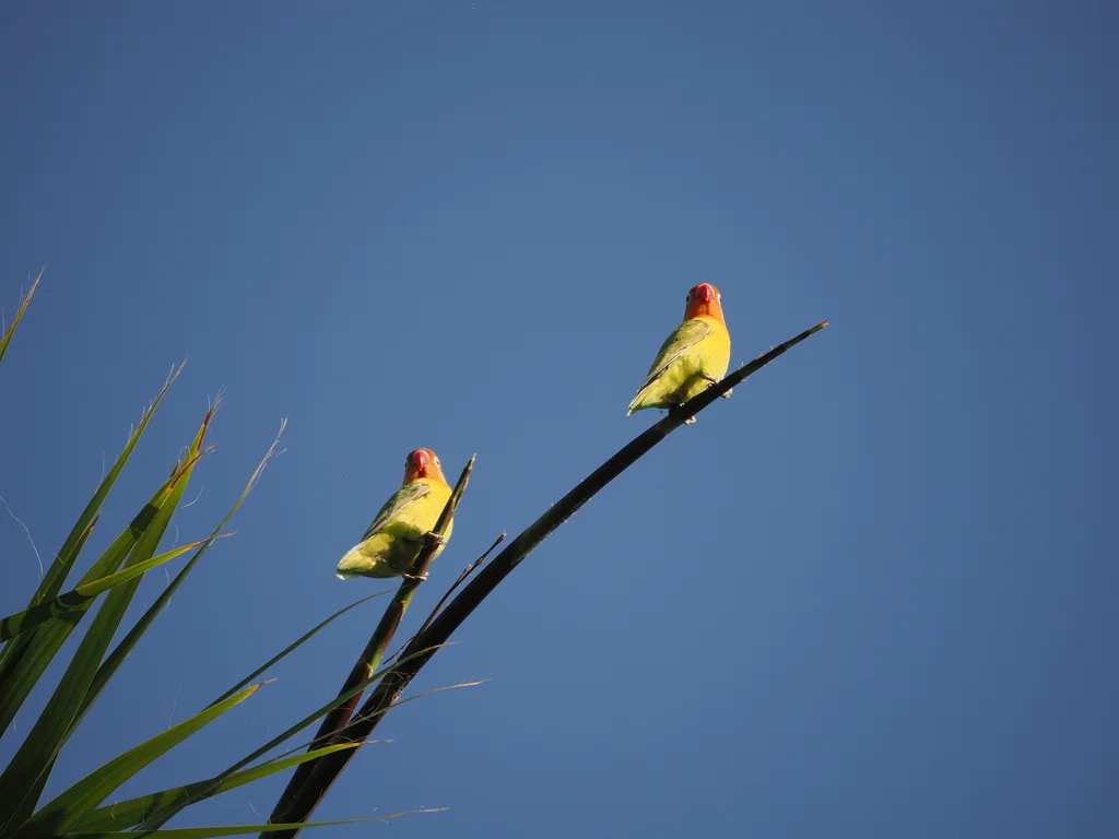费氏牡丹鹦鹉(Agapornis fischeri)