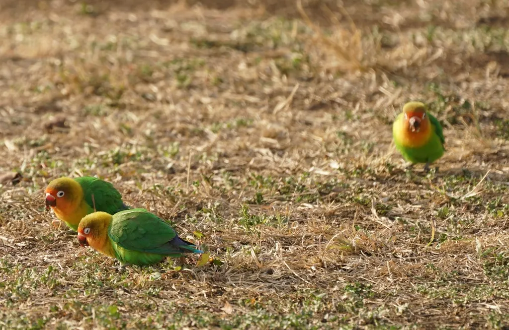 费氏牡丹鹦鹉(Agapornis fischeri)