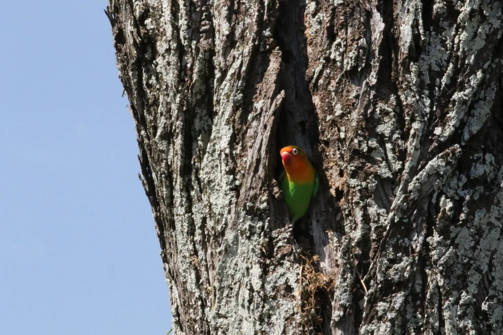 费氏牡丹鹦鹉(Agapornis fischeri)