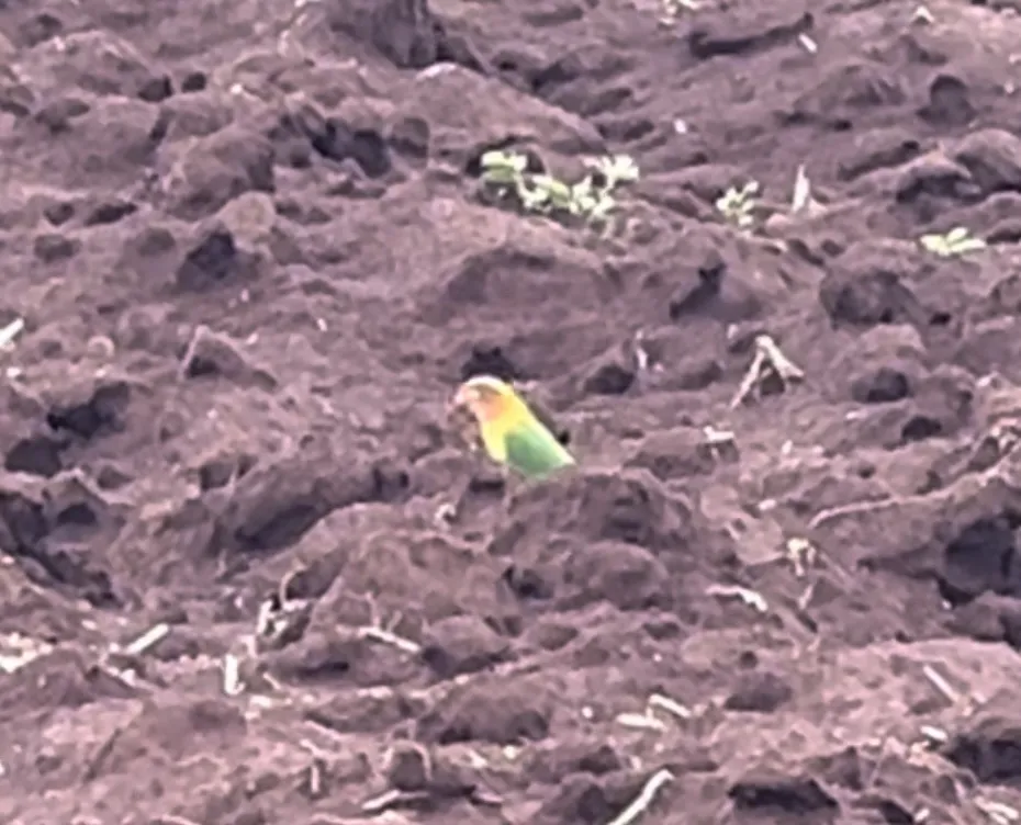 费氏牡丹鹦鹉(Agapornis fischeri)