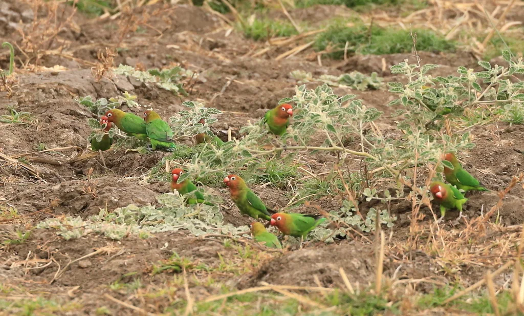 尼亚萨牡丹鹦鹉(Agapornis lilianae)