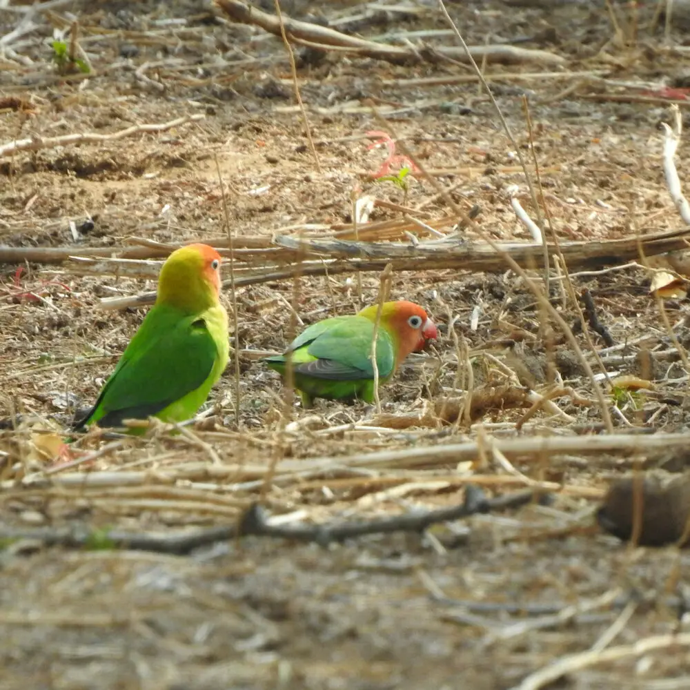 尼亚萨牡丹鹦鹉(Agapornis lilianae)