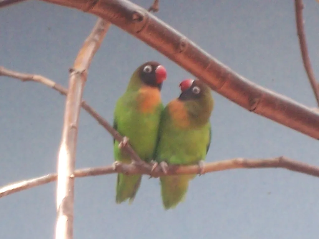黑脸牡丹鹦鹉(Agapornis nigrigenis)